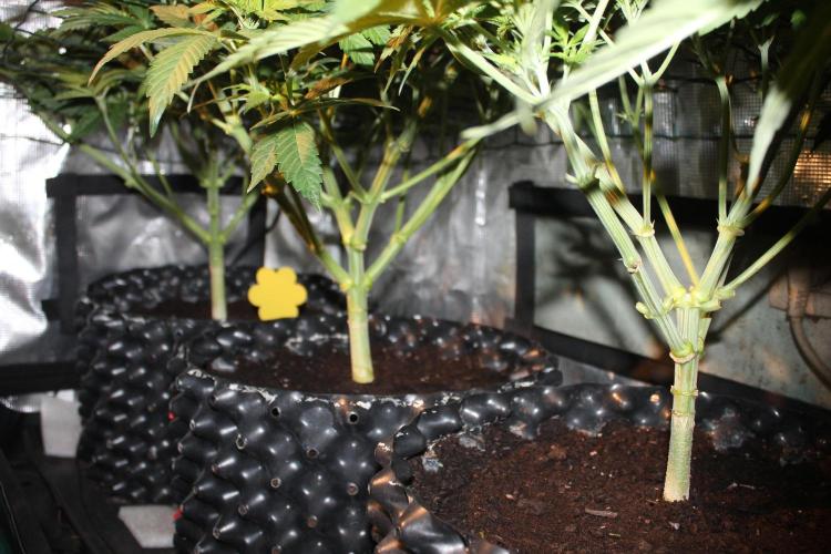 Frozen Black Cherry (Anesia Seeds). Week 7 - Day 44 - Day 10 on 12/12