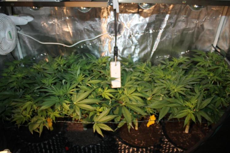 Frozen Black Cherry (Anesia Seeds). Week 7 - Day 48 - Day 14 on 12/12