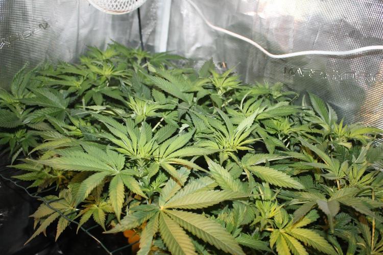 Frozen Black Cherry (Anesia Seeds). Week 7 - Day 48 - Day 14 on 12/12