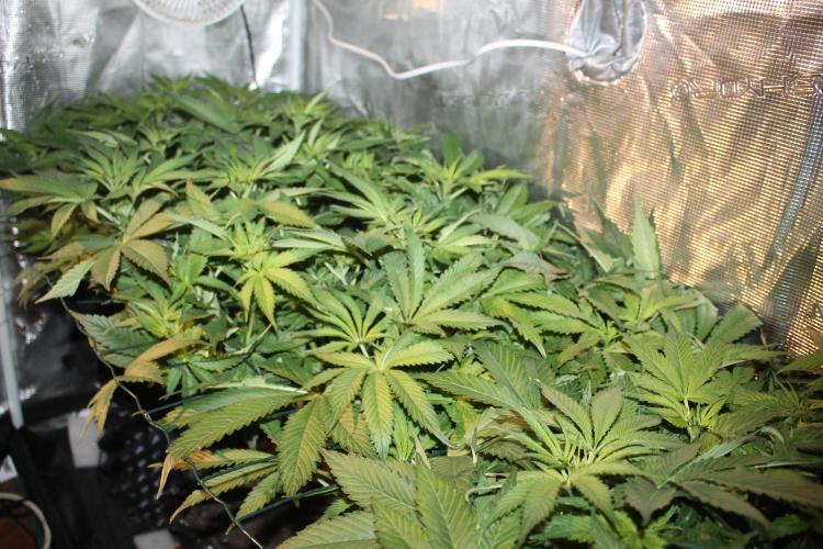 Frozen Black Cherry (Anesia Seeds). Week 7 - Day 48 - Day 14 on 12/12