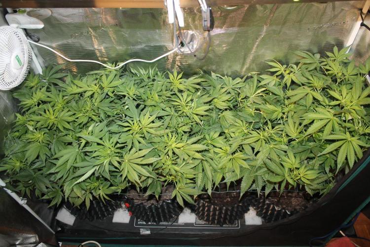 Frozen Black Cherry (Anesia Seeds). Week 8 - Day 51 - Day 17 on 12/12