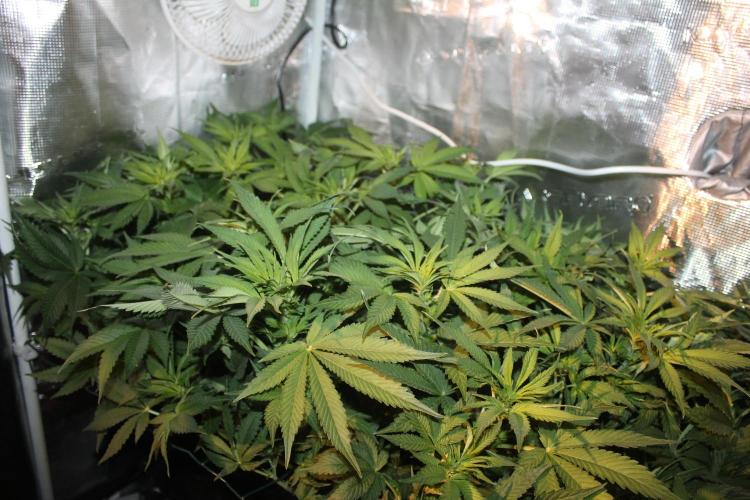 Frozen Black Cherry (Anesia Seeds). Week 8 - Day 51 - Day 17 on 12/12