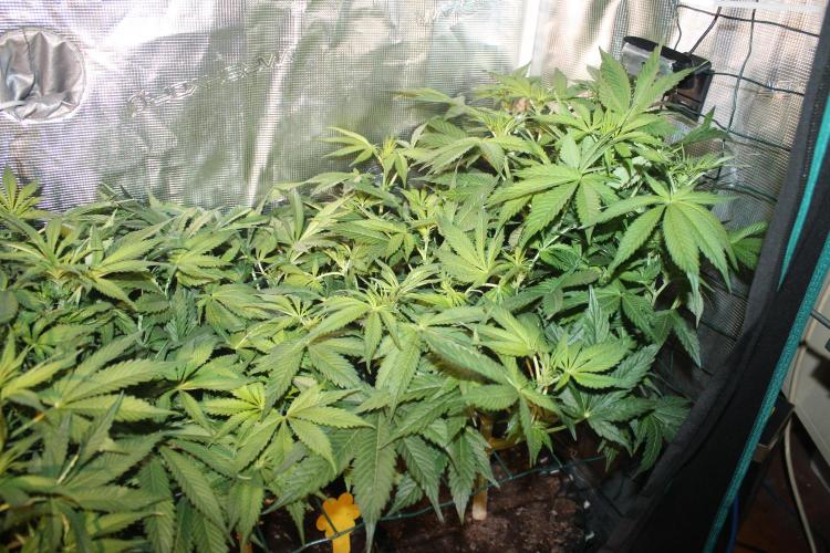 Frozen Black Cherry (Anesia Seeds). Week 8 - Day 51 - Day 17 on 12/12