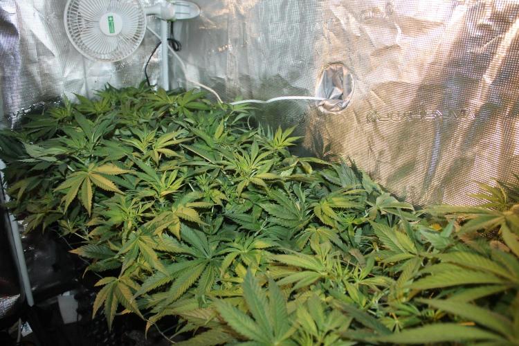 Frozen Black Cherry (Anesia Seeds). Week 8 - Day 51 - Day 17 on 12/12