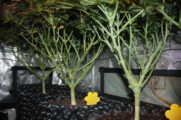 Frozen Black Cherry (Anesia Seeds). Week 8 - Day 51 - Day 17 on 12/12