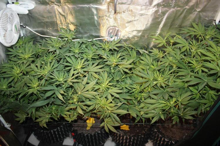 Frozen Black Cherry (Anesia Seeds). Week 8 - Day 55 - Day 21 on 12/12