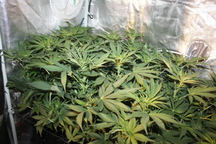 Frozen Black Cherry (Anesia Seeds). Week 8 - Day 55 - Day 21 on 12/12