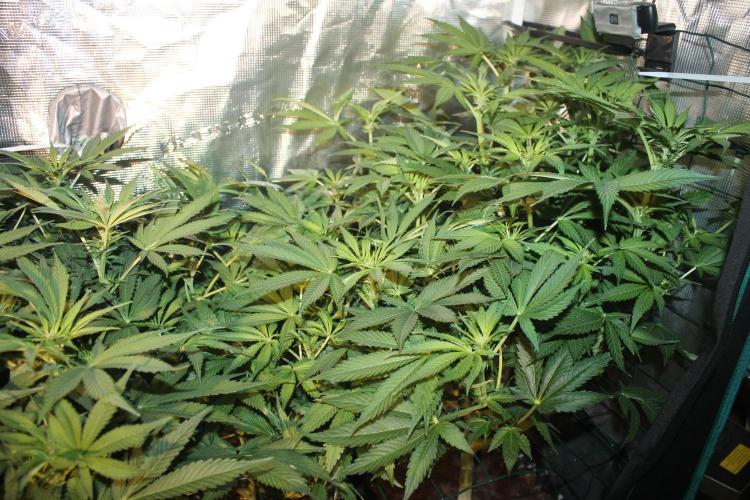 Frozen Black Cherry (Anesia Seeds). Week 8 - Day 55 - Day 21 on 12/12