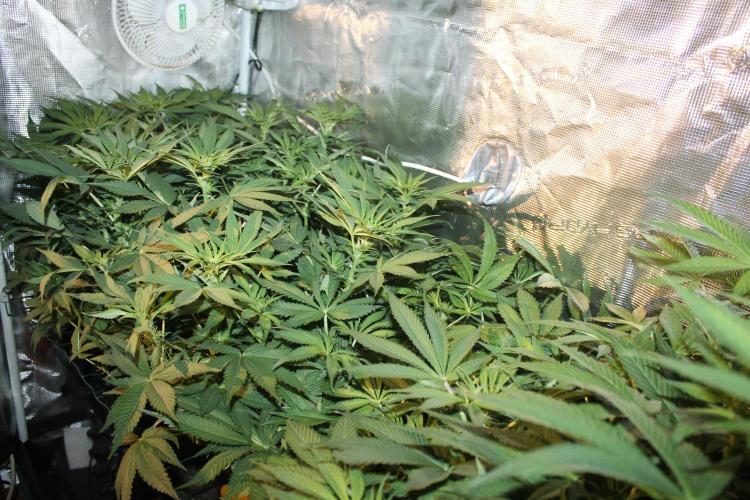 Frozen Black Cherry (Anesia Seeds). Week 8 - Day 55 - Day 21 on 12/12