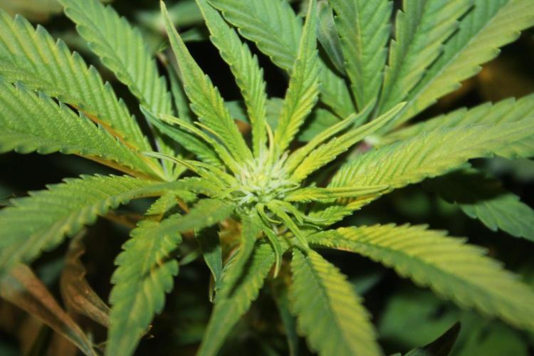 Frozen Black Cherry (Anesia Seeds). Week 8 - Day 55 - Day 21 on 12/12