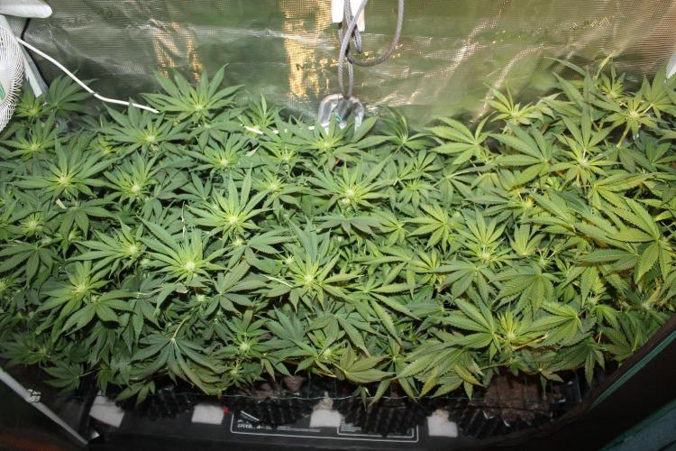 Frozen Black Cherry (Anesia Seeds). Week 9 - Day 58 - Day 24 on 12/12