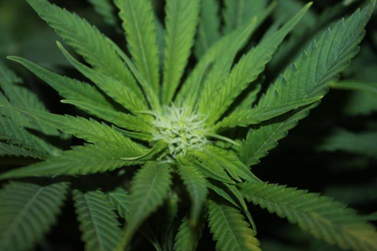 Frozen Black Cherry (Anesia Seeds). Week 9 - Day 58 - Day 24 on 12/12