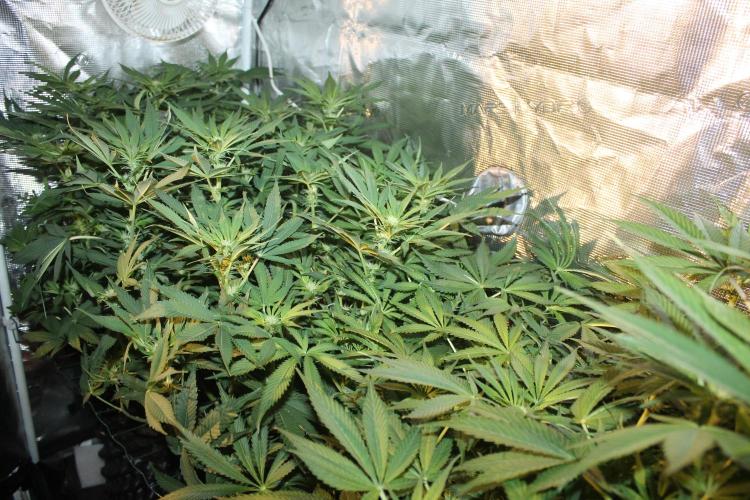 Frozen Black Cherry (Anesia Seeds). Week 9 - Day 58 - Day 24 on 12/12