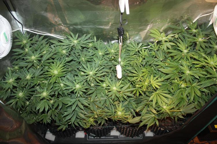 Frozen Black Cherry (Anesia Seeds). Week 9 - Day 62 - Day 28 on 12/12