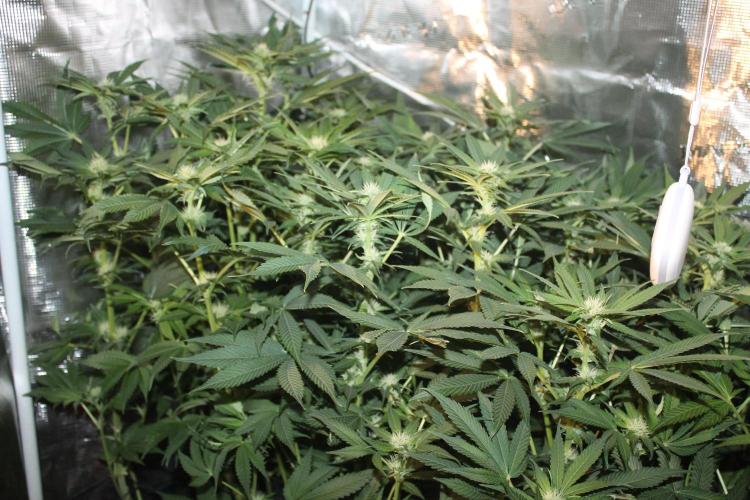 Frozen Black Cherry (Anesia Seeds). Week 9 - Day 62 - Day 28 on 12/12