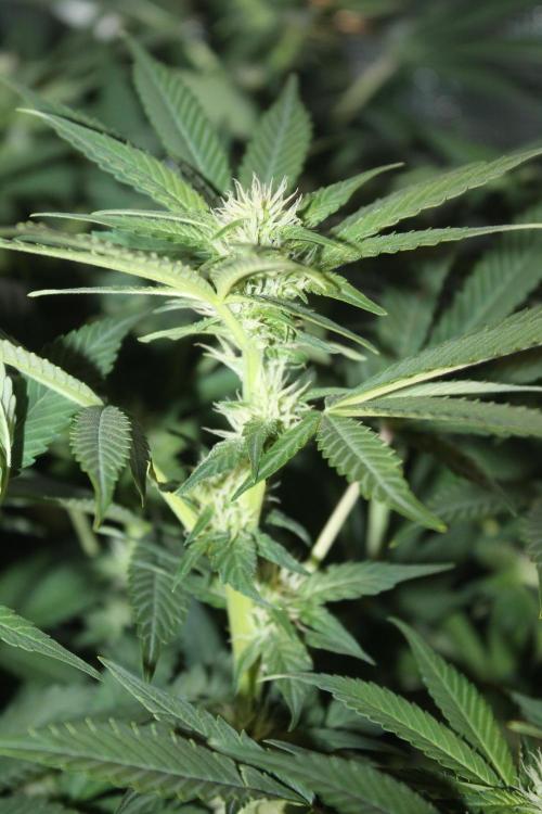 Frozen Black Cherry (Anesia Seeds). Week 9 - Day 62 - Day 28 on 12/12