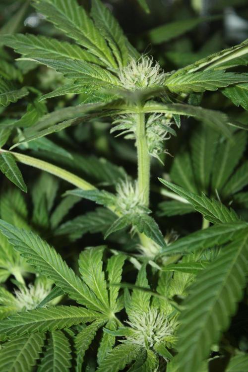 Frozen Black Cherry (Anesia Seeds). Week 9 - Day 62 - Day 28 on 12/12