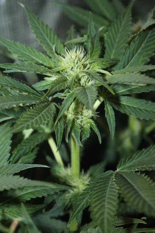 Frozen Black Cherry (Anesia Seeds). Week 9 - Day 62 - Day 28 on 12/12