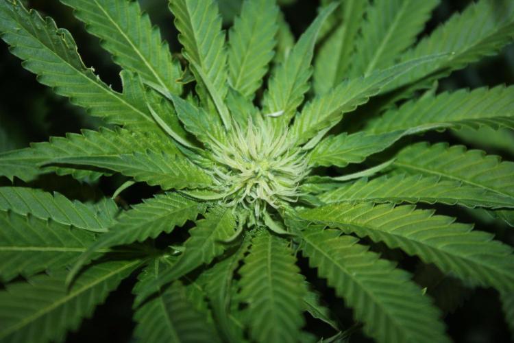 Frozen Black Cherry (Anesia Seeds). Week 9 - Day 62 - Day 28 on 12/12