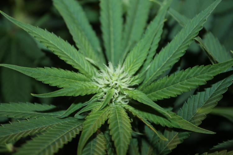 Frozen Black Cherry (Anesia Seeds). Week 9 - Day 62 - Day 28 on 12/12