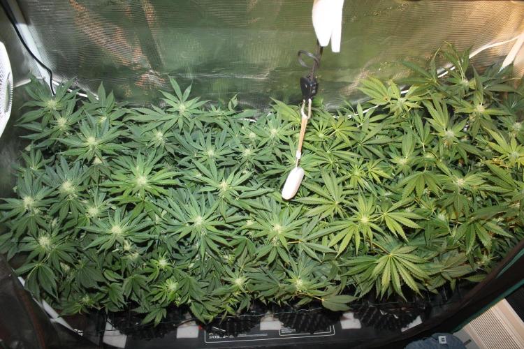 Frozen Black Cherry (Anesia Seeds). Week 10 - Day 65 - Day 31 on 12/12