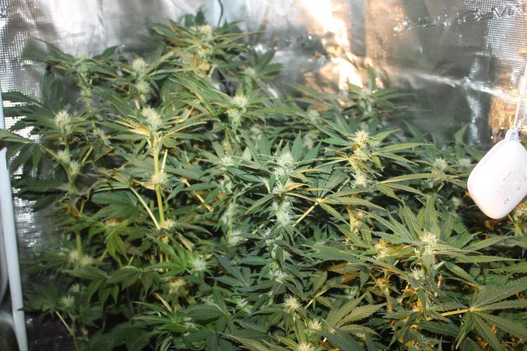 Frozen Black Cherry (Anesia Seeds). Week 10 - Day 65 - Day 31 on 12/12