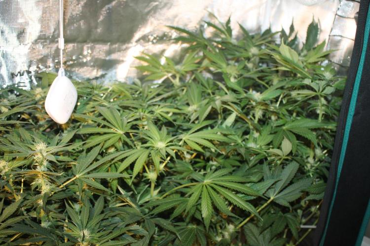 Frozen Black Cherry (Anesia Seeds). Week 10 - Day 65 - Day 31 on 12/12