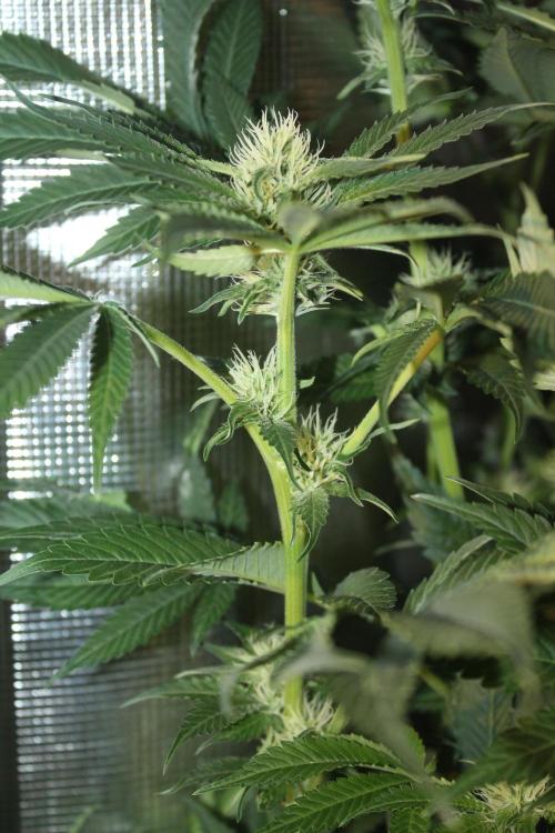 Frozen Black Cherry (Anesia Seeds). Week 10 - Day 65 - Day 31 on 12/12
