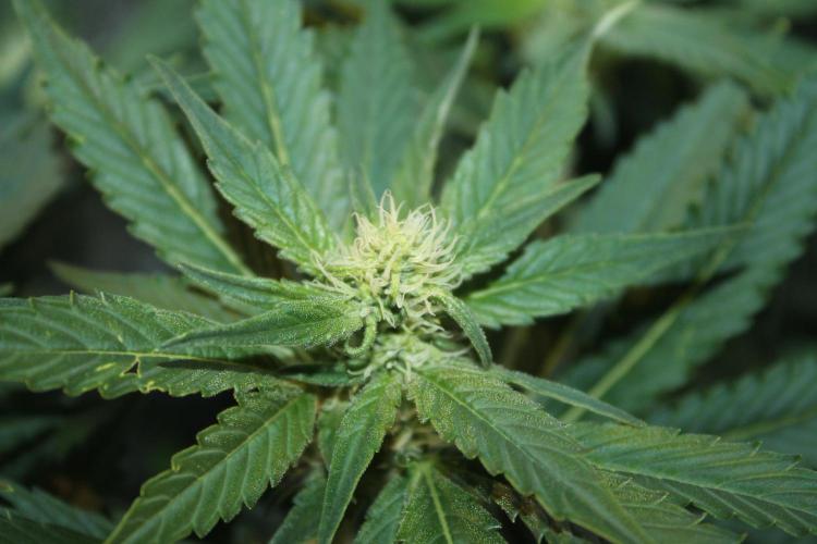 Frozen Black Cherry (Anesia Seeds). Week 10 - Day 65 - Day 31 on 12/12