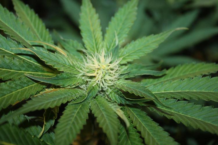 Frozen Black Cherry (Anesia Seeds). Week 10 - Day 65 - Day 31 on 12/12