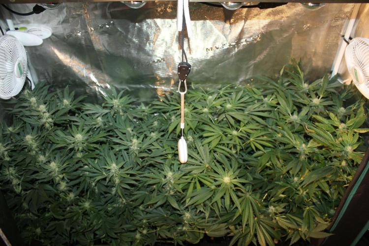 Frozen Black Cherry (Anesia Seeds). Week 10 - Day 69 - Day 35 on 12/12