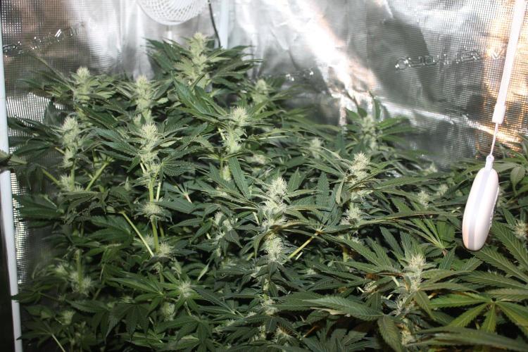 Frozen Black Cherry (Anesia Seeds). Week 10 - Day 69 - Day 35 on 12/12