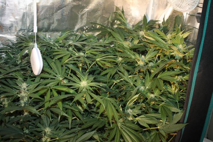 Frozen Black Cherry (Anesia Seeds). Week 10 - Day 69 - Day 35 on 12/12