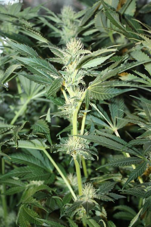 Frozen Black Cherry (Anesia Seeds). Week 10 - Day 69 - Day 35 on 12/12