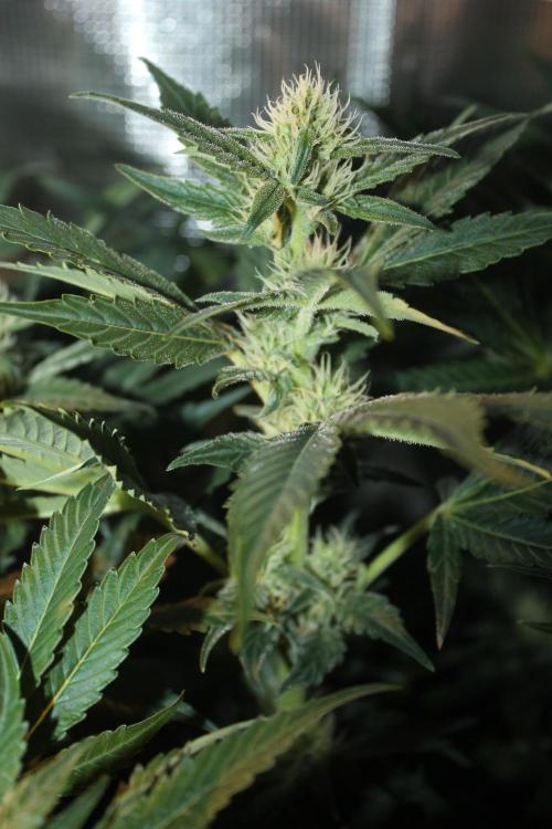 Frozen Black Cherry (Anesia Seeds). Week 10 - Day 69 - Day 35 on 12/12