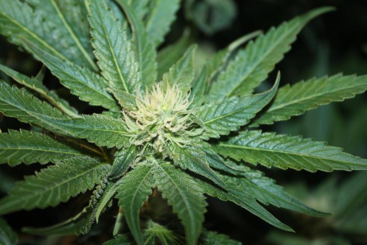 Frozen Black Cherry (Anesia Seeds). Week 10 - Day 69 - Day 35 on 12/12