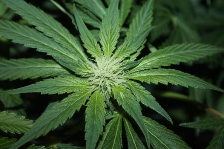 Frozen Black Cherry (Anesia Seeds). Week 10 - Day 69 - Day 35 on 12/12