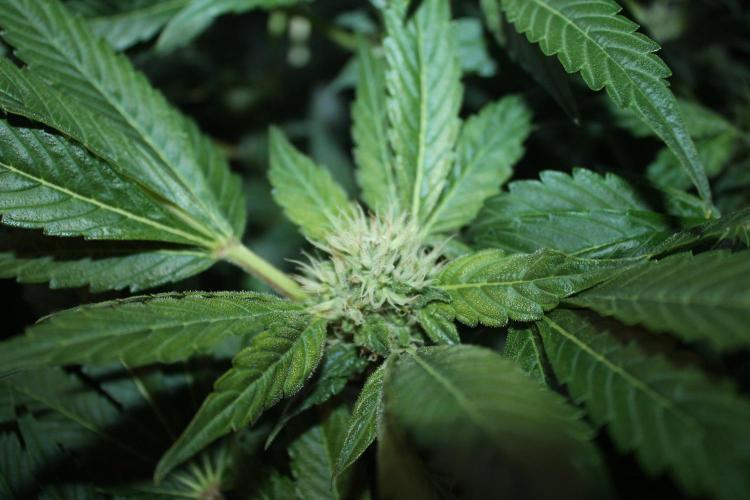 Frozen Black Cherry (Anesia Seeds). Week 10 - Day 69 - Day 35 on 12/12