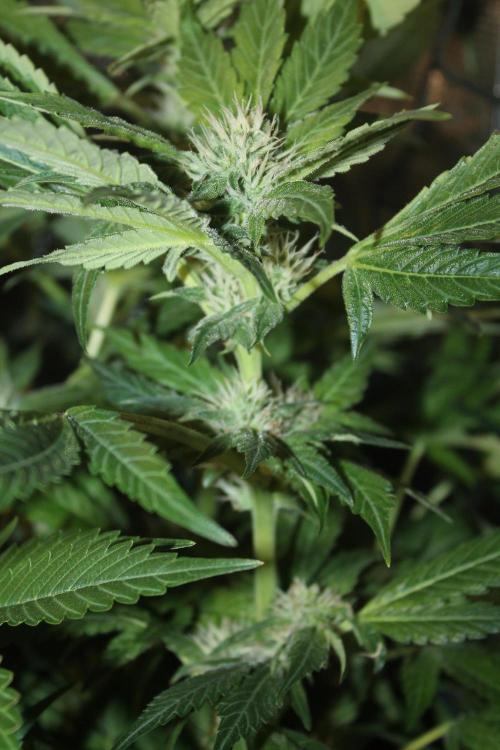 Frozen Black Cherry (Anesia Seeds). Week 10 - Day 69 - Day 35 on 12/12