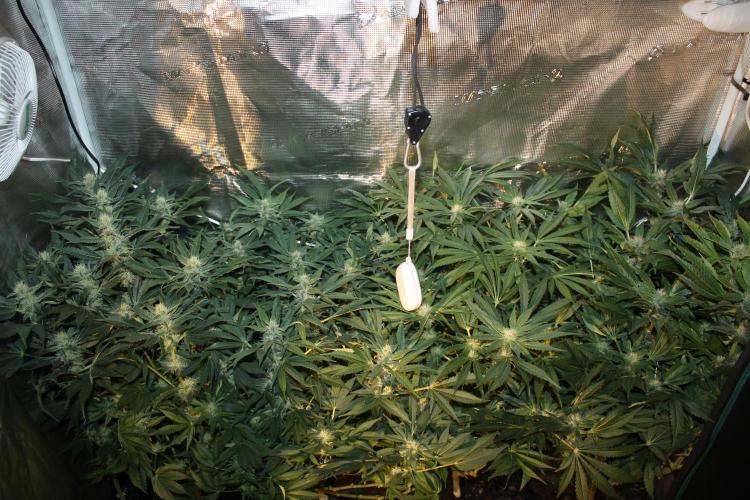 Frozen Black Cherry (Anesia Seeds). Week 11 - Day 72 - Day 38 on 12/12