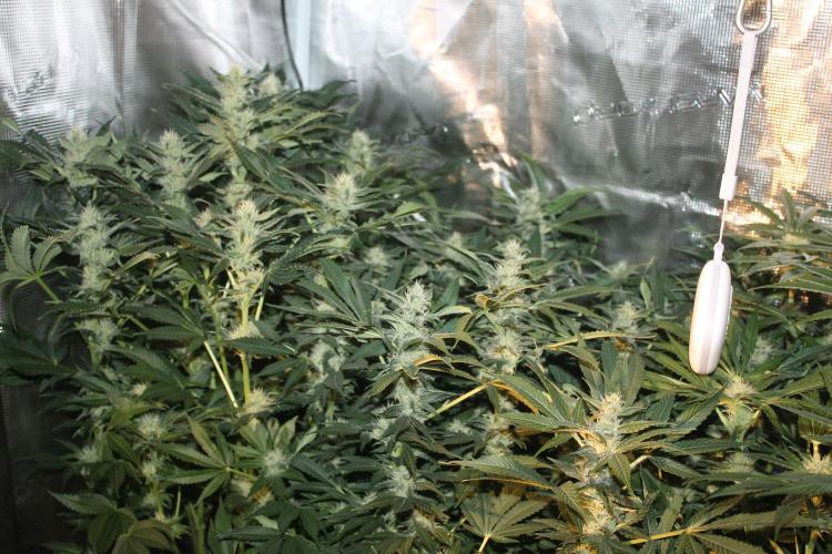 Frozen Black Cherry (Anesia Seeds). Week 11 - Day 72 - Day 38 on 12/12