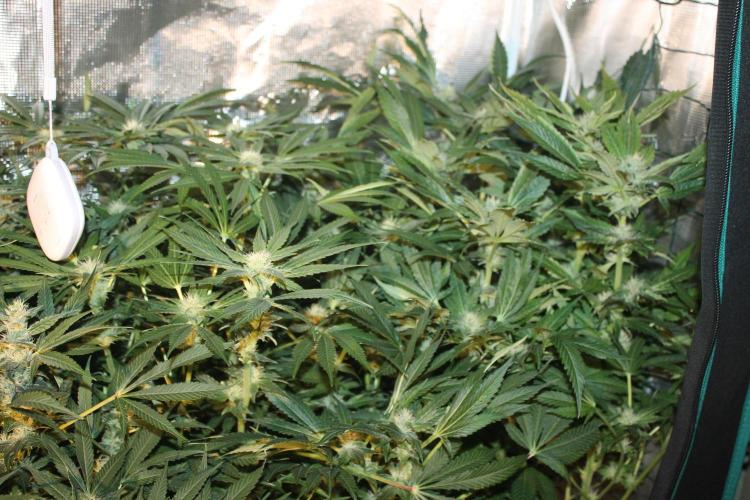 Frozen Black Cherry (Anesia Seeds). Week 11 - Day 72 - Day 38 on 12/12