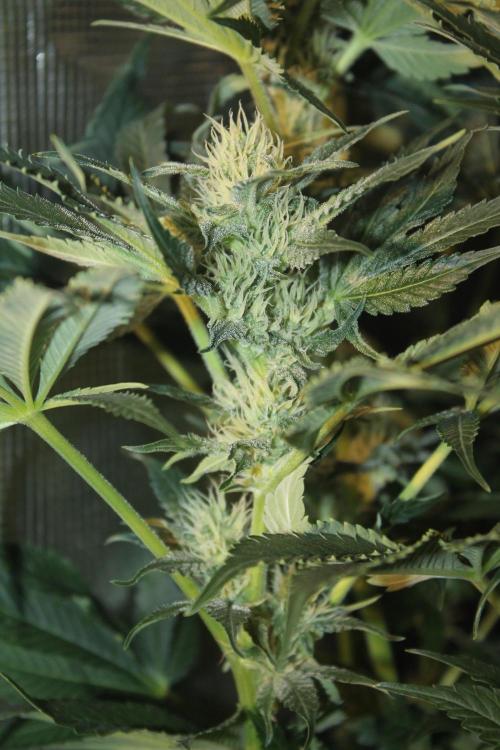 Frozen Black Cherry (Anesia Seeds). Week 11 - Day 72 - Day 38 on 12/12