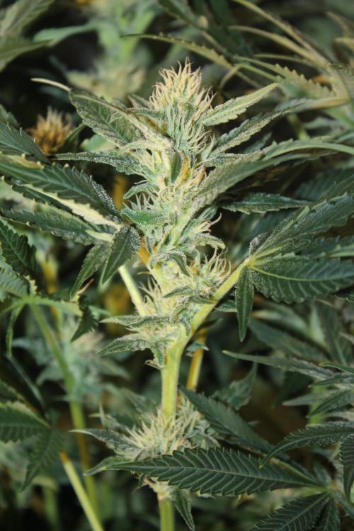 Frozen Black Cherry (Anesia Seeds). Week 11 - Day 72 - Day 38 on 12/12