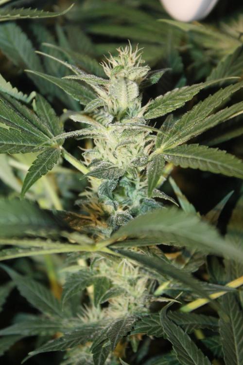 Frozen Black Cherry (Anesia Seeds). Week 11 - Day 72 - Day 38 on 12/12