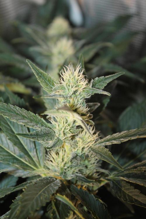 Frozen Black Cherry (Anesia Seeds). Week 11 - Day 72 - Day 38 on 12/12