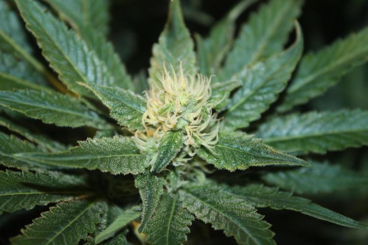 Frozen Black Cherry (Anesia Seeds). Week 11 - Day 72 - Day 38 on 12/12