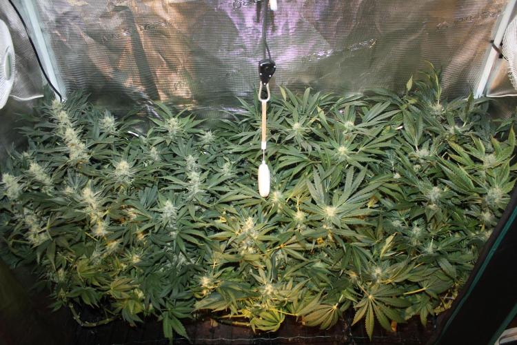 Frozen Black Cherry (Anesia Seeds). Week 11 - Day 76 - Day 42 on 12/12