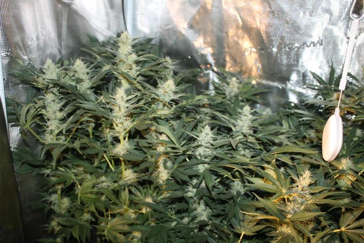 Frozen Black Cherry (Anesia Seeds). Week 11 - Day 76 - Day 42 on 12/12