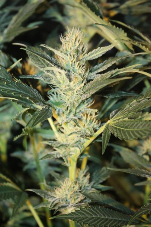 Frozen Black Cherry (Anesia Seeds). Week 11 - Day 76 - Day 42 on 12/12